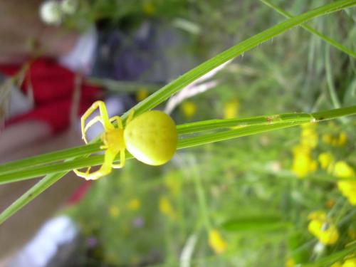 Misumena vatia