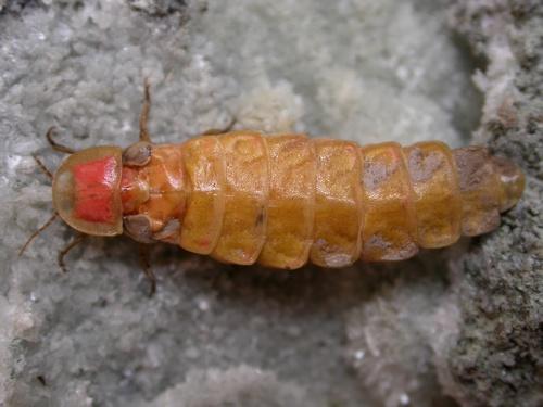 Réf. 9 480 : Nyctophila reichii