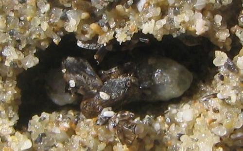 Réf. 9 699 : Gorytes planifrons