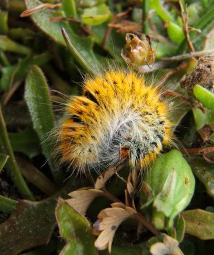 Lasiocampa trifolii