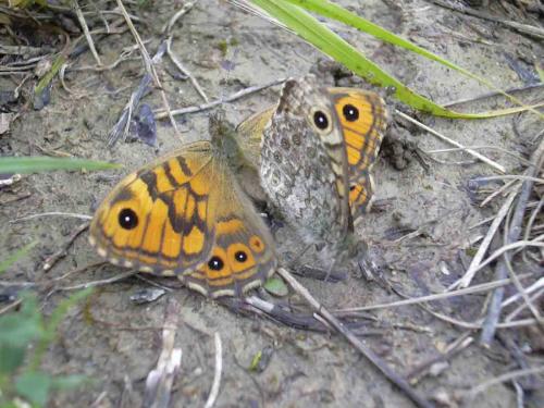 Lasiommata megera