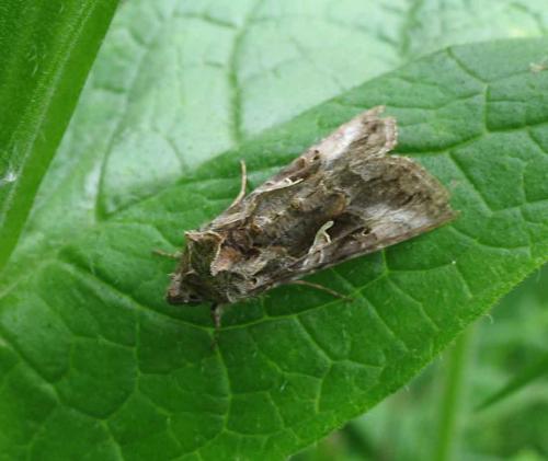 Autographa gamma