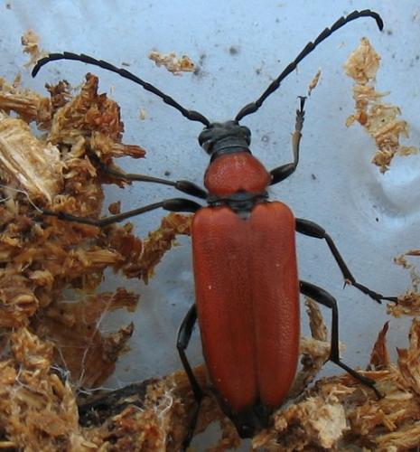 Stictoleptura fontenayi