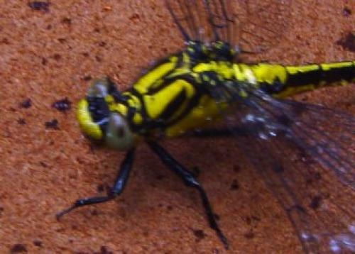 Gomphus vulgatissimus