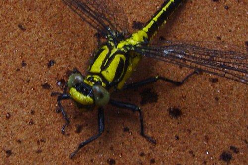 Gomphus vulgatissimus