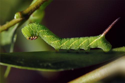 Sphinx ligustri