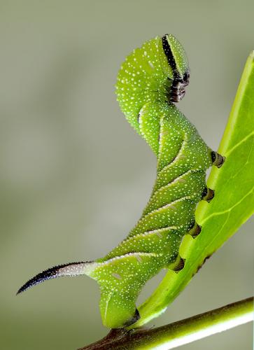 Sphinx ligustri