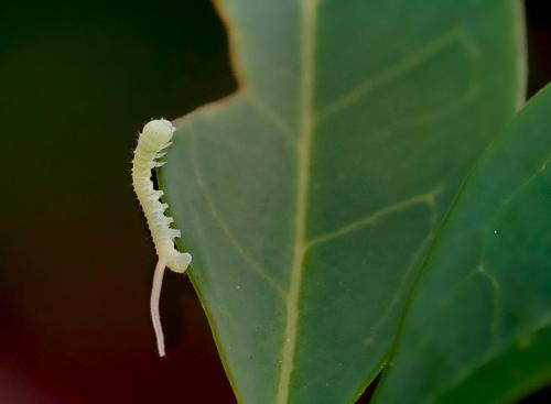 Sphinx ligustri