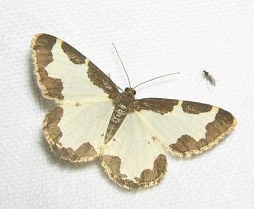 Réf. 9 130 : Lomaspilis marginata