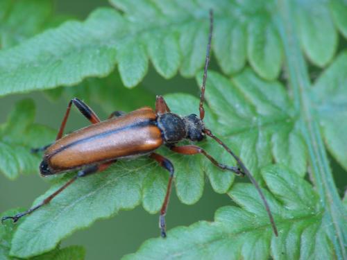 Cortodera humeralis