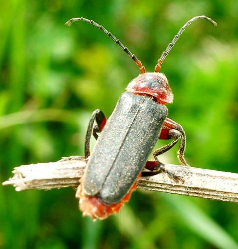 Cantharis rustica
