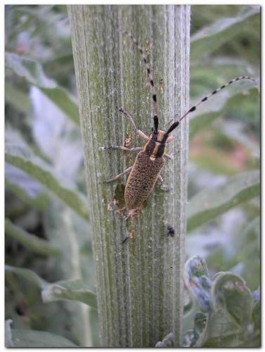 Réf. 9 317 : Agapanthia dahli