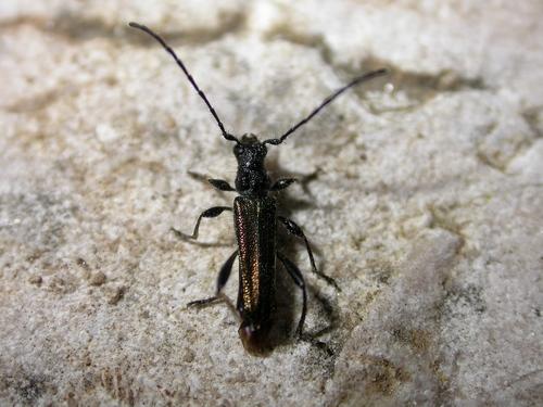 Réf. 9 467 : Callimus abdominalis