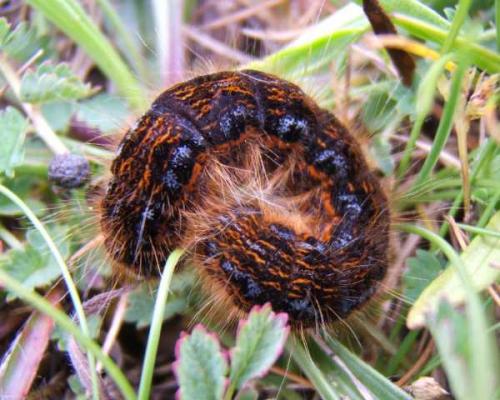 Malacosoma franconica joannisi