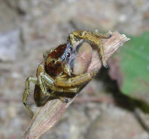Marpissa pomatia