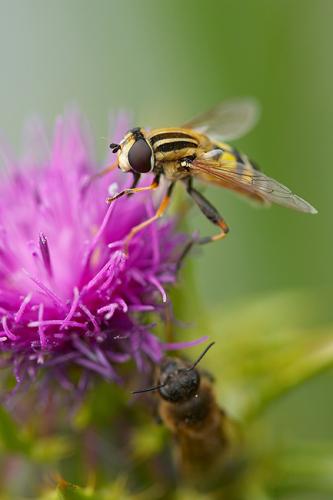 Helophilus trivittatus