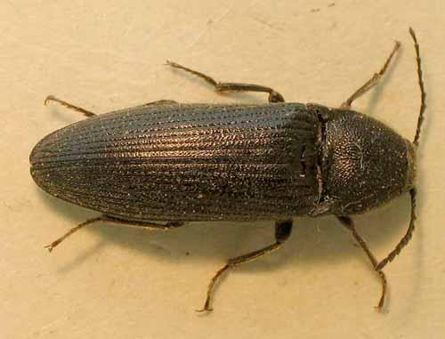 Melanotus punctolineatus