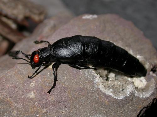 Berberomeloe insignis
