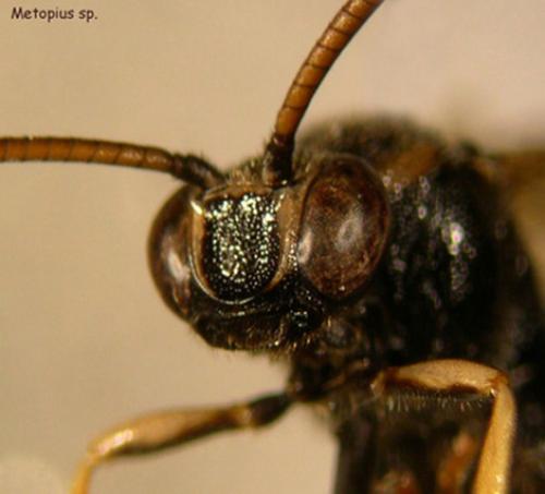 Metopius sp.