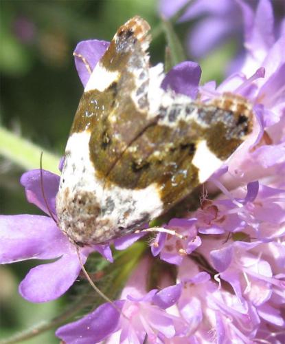 Acontia lucida