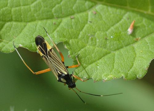 Miris striatus
