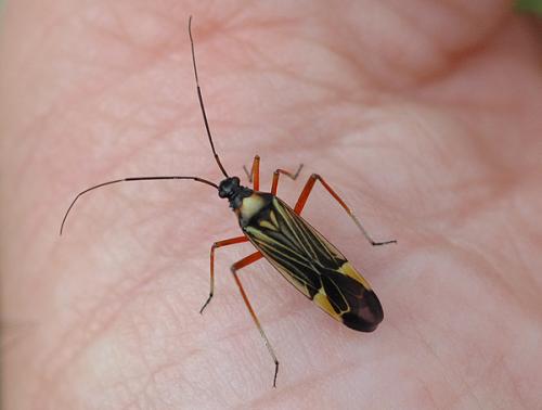 Miris striatus