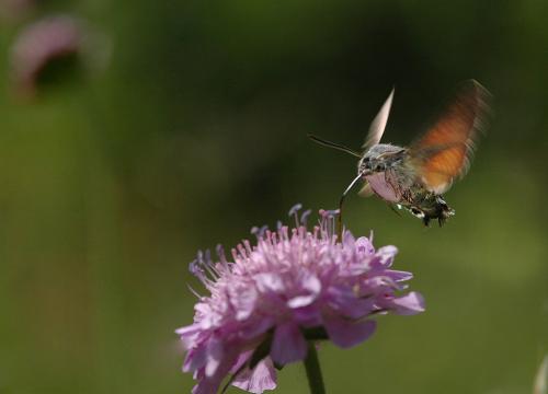 Macroglossum stellatarum