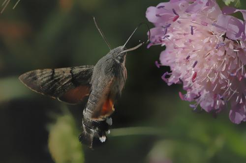 Réf. 9 889 : Macroglossum stellatarum