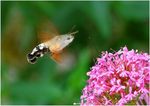 Réf. 9 844 : Macroglossum stellatarum