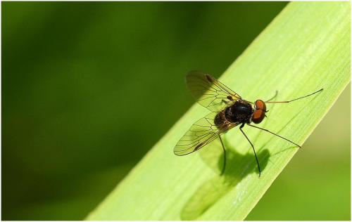 Chrysopilus cristatus