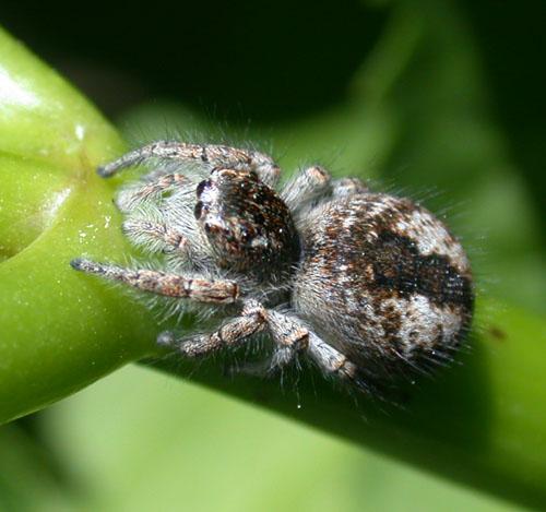 Philaeus chrysops