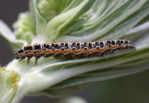 Réf. 9 857 : Ethmia bipunctella