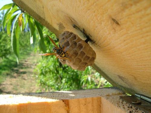 Polistes dominula