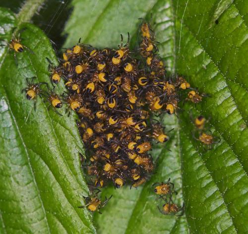 Araneus diadematus