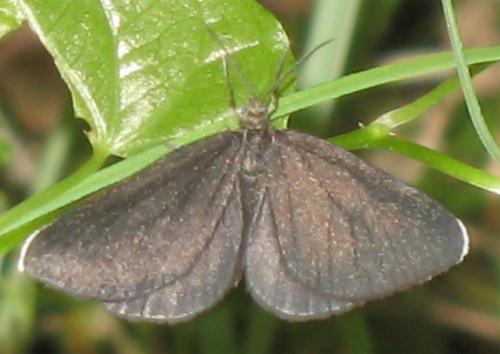 Réf. 9 744 : Odezia atrata