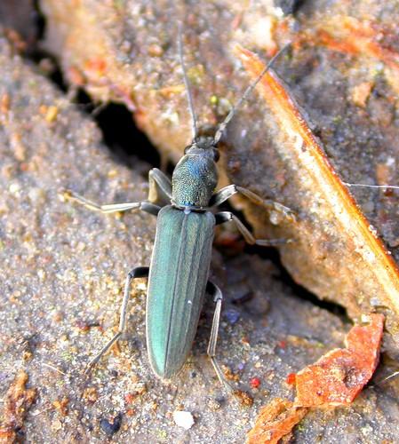 Probosca unicolor