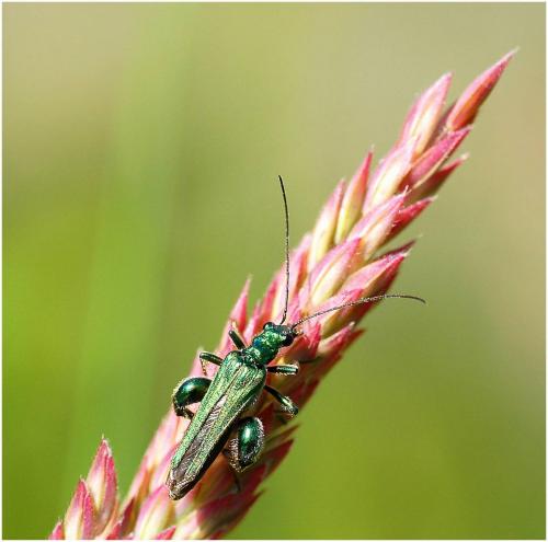 Oedemera nobilis