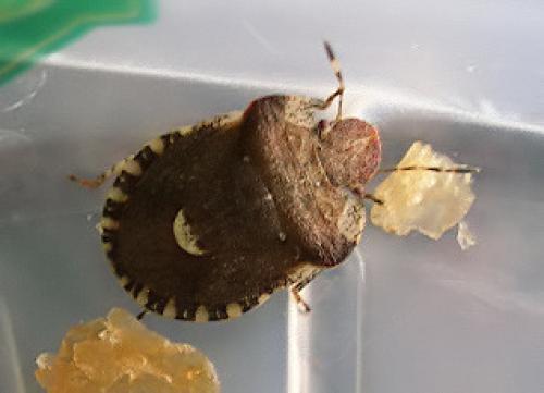 Dyroderes umbraculatus