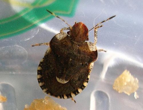 Dyroderes umbraculatus