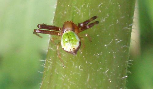 Réf. 9 578 : Ebrechtella tricuspidata