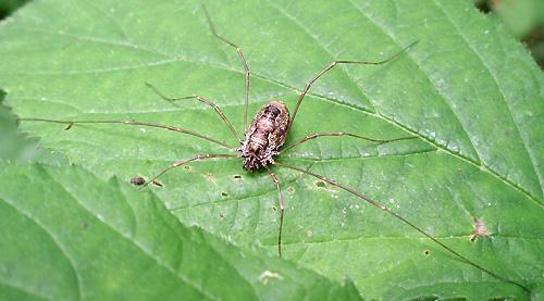 Réf. 9 577 : Platybunus pinetorum