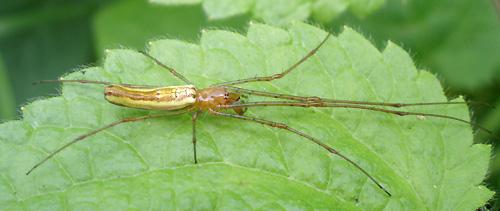 Réf. 9 499 : Tetragnatha sp.