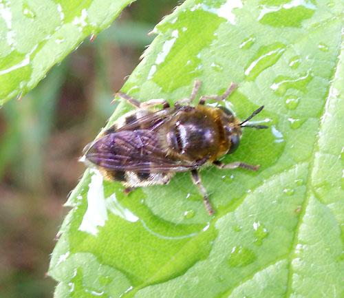Réf. 9 575 : Microdon sp.