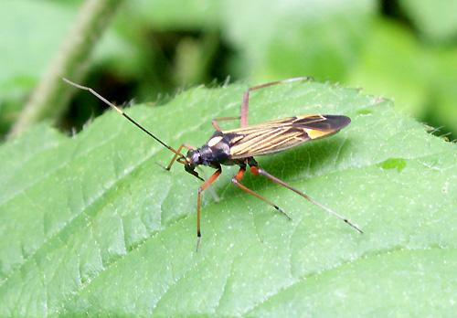 Réf. 9 564 : Miris striatus