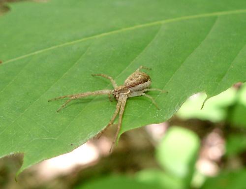 Philodromus dispar