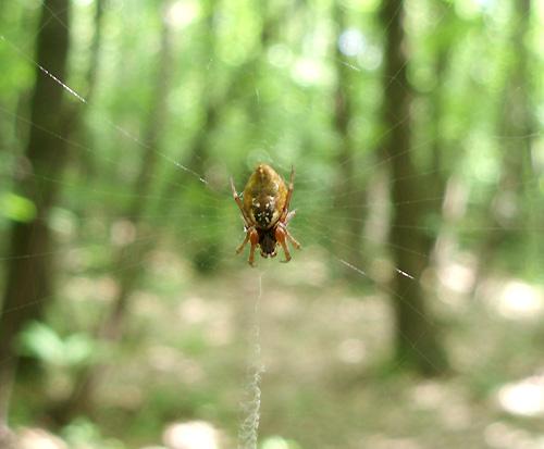 Réf. 9 500 : Cyclosa sp.