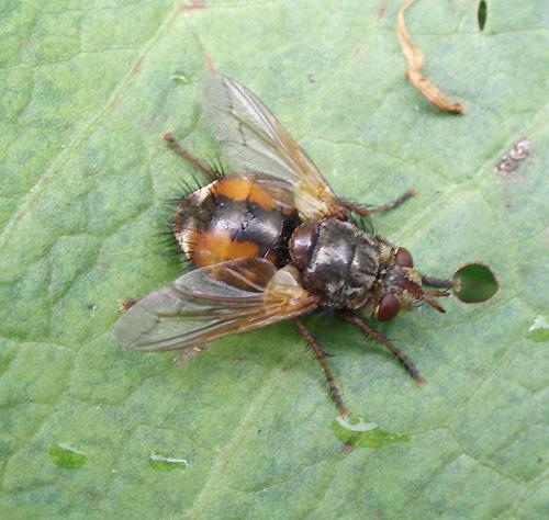 Réf. 9 501 : Tachina fera