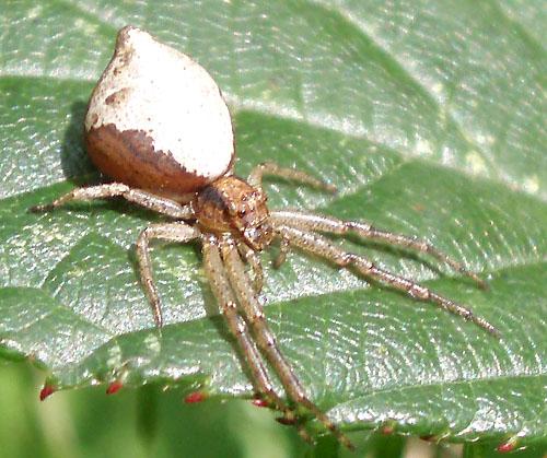 Réf. 9 569 : Tmarus sp.