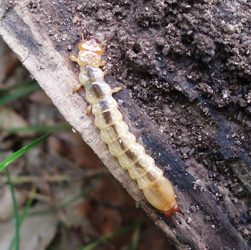 Pyrochroa sp.