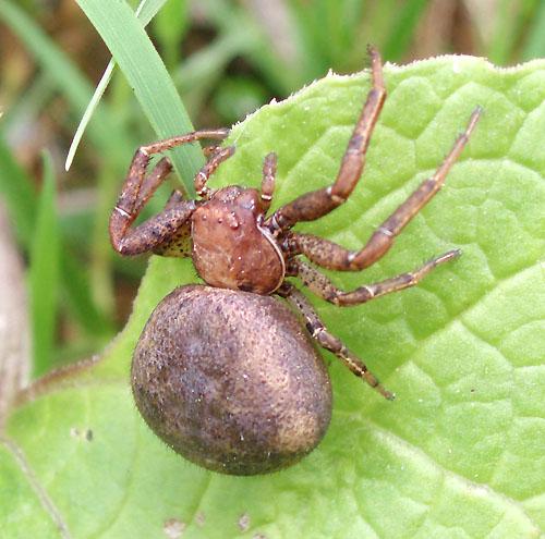 Xysticus sp.